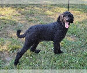 Poodle (Standard) Puppy for sale in HARTVILLE, MO, USA