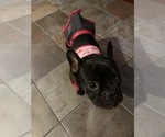 Small Photo #74 French Bulldog Puppy For Sale in LAS VEGAS, NV, USA
