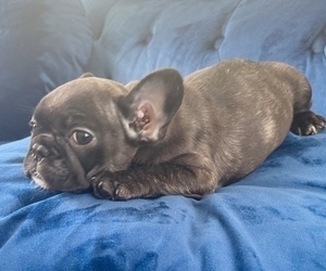 French Bulldog Puppy for sale in WINTER PARK, FL, USA