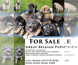 Belgian Malinois-Great Pyrenees Mix Puppy for sale in GRANTS PASS, OR, USA