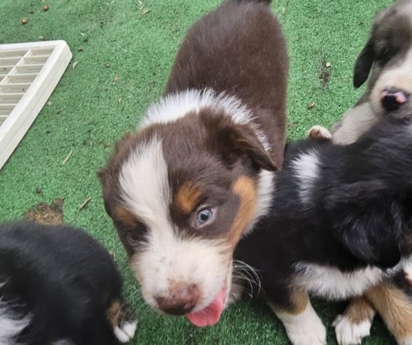 Medium Photo #8 Australian Shepherd Puppy For Sale in NELSON, VA, USA