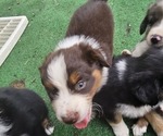 Small Photo #8 Australian Shepherd Puppy For Sale in NELSON, VA, USA