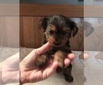 Small Photo #7 Yorkshire Terrier Puppy For Sale in BUNNELL, FL, USA