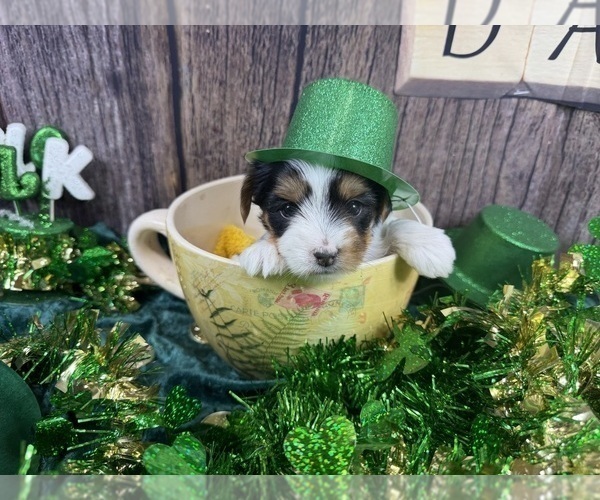 Medium Photo #12 Morkie Puppy For Sale in CASSVILLE, MO, USA