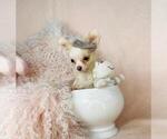 Small Photo #11 Chihuahua Puppy For Sale in FORT LAUDERDALE, FL, USA