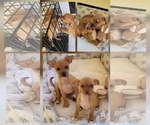 Small #1 Chihuahua Mix