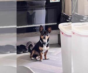 Chiweenie Dogs for adoption in San Antonio, TX, USA