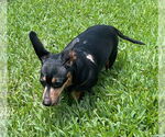 Small #58 Dachshund Mix