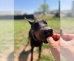Small #1 Doberman Pinscher