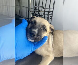 German Shepherd Dog Dogs for adoption in Stockton, CA, USA