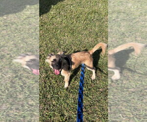 Dachshund-Unknown Mix Dogs for adoption in Virginia Beach, VA, USA