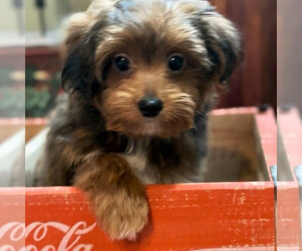 Medium Photo #1 Poodle (Toy)-Yorkshire Terrier Mix Puppy For Sale in OTTAWA, KS, USA