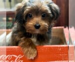 Small Photo #1 Poodle (Toy)-Yorkshire Terrier Mix Puppy For Sale in OTTAWA, KS, USA