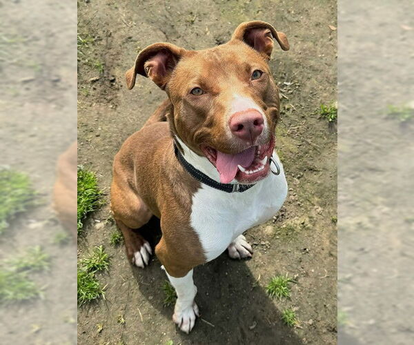 Medium Photo #3 Mutt Puppy For Sale in Sacramento, CA, USA