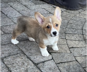 Pembroke Welsh Corgi Puppy for sale in GUTHRIE, KY, USA