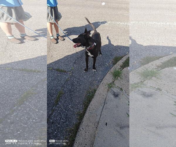 Medium Photo #2 German Shepherd Dog-Unknown Mix Puppy For Sale in Yardley, PA, USA