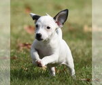 Small Photo #9 Jackshund Puppy For Sale in Mechanicsburg, PA, USA