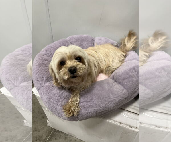 Medium Photo #4 Shih Tzu Puppy For Sale in Pipe Creek, TX, USA