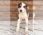 Twilight Oz ~ meet me! - Male Beagle-Unknown Mix Dog for Adoption - Small photo