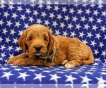 Small Photo #2 Goldendoodle-Poodle (Miniature) Mix Puppy For Sale in LINCOLN UNIV, PA, USA