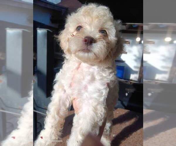 Medium Photo #4 Maltipoo Puppy For Sale in MANSFIELD, TX, USA