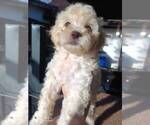 Small #3 Maltipoo