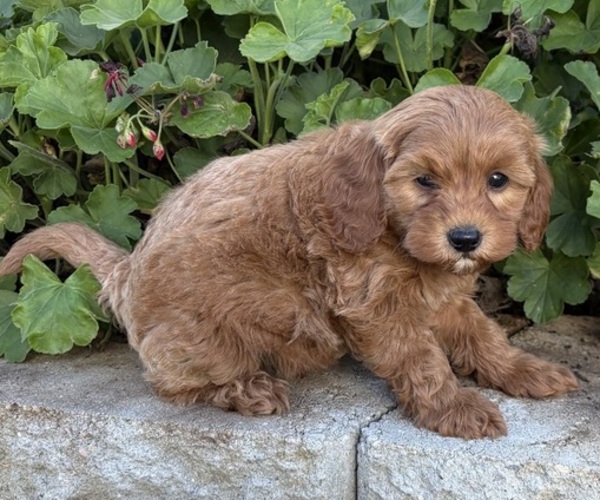 Medium Photo #2 Cavapoo (Miniature) Puppy For Sale in KALONA, IA, USA