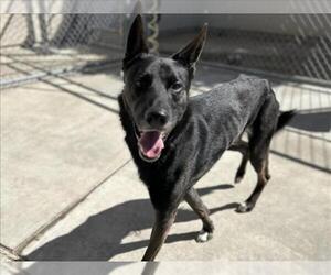 German Shepherd Dog-Unknown Mix Dogs for adoption in Martinez, CA, USA