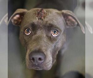 American Staffordshire Terrier-Unknown Mix Dogs for adoption in San Antonio, TX, USA