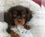 Small #7 Cavalier King Charles Spaniel