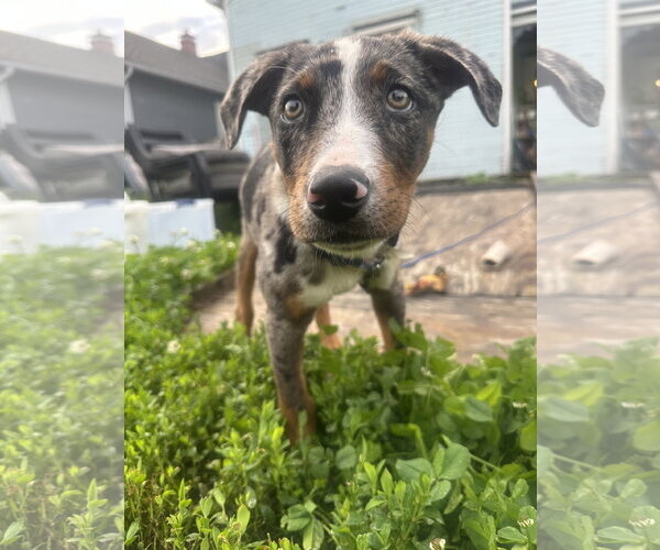 Medium Photo #5 Catahoula Leopard Dog Puppy For Sale in Germantown, OH, USA