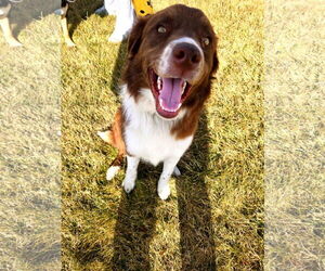 Border Collie Dogs for adoption in Sandy, UT, USA