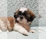 Small #1 Shih Tzu