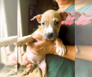 Jalen - Female Mutt Dog for Adoption