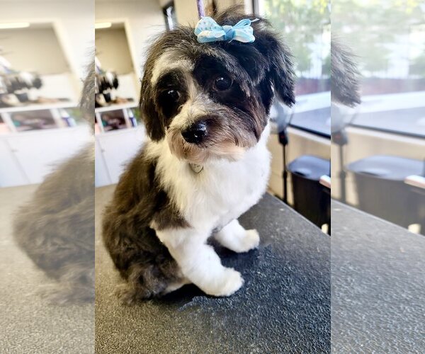 Medium Photo #5 Maltese-Poodle (Toy) Mix Puppy For Sale in Santa Clarita, CA, USA