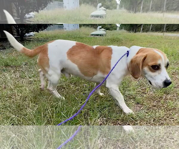 Medium Photo #6 Beagle-Unknown Mix Puppy For Sale in Dunnellon, FL, USA