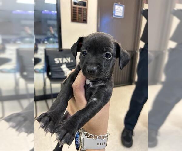 Medium Photo #1 Chihuahua Puppy For Sale in Sugar Land, TX, USA