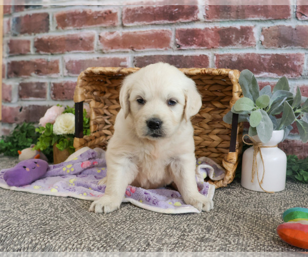 Medium Photo #4 Golden Retriever Puppy For Sale in SYRACUSE, IN, USA
