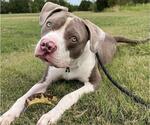 Small #12 American Pit Bull Terrier Mix