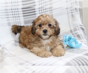 Maltipoo (Miniature) Puppy for Sale in SPOTSYLVANIA, Virginia USA