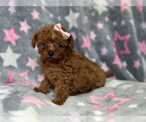 Cavapoo Puppy for sale in LAKELAND, FL, USA