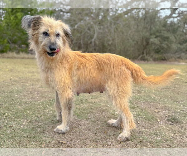 Medium Photo #3 Unknown-Wheaten Terrier Mix Puppy For Sale in PIPE CREEK, TX, USA