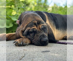 Bloodhound-Unknown Mix Dogs for adoption in Princeton, MN, USA