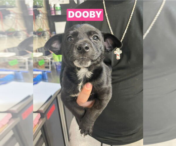 Medium Photo #1 Chipin Puppy For Sale in Foristell, MO, USA