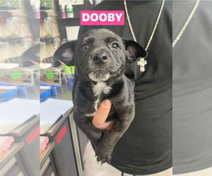 Chipin Dogs for adoption in Foristell, MO, USA