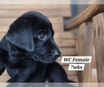 Small Photo #70 Labrador Retriever Puppy For Sale in EDGEWOOD, TX, USA