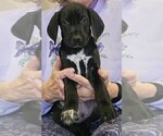 Small Photo #3 German Shorthaired Pointer Puppy For Sale in MCKINNEY, TX, USA