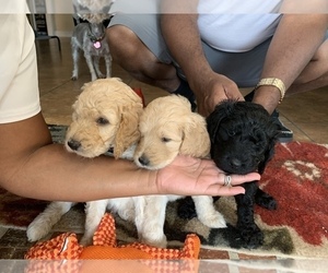 Goldendoodle Puppy for sale in EUNICE, LA, USA