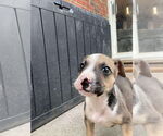 Small #8 Boxer Mix