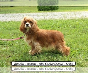 Mother of the Cockapoo puppies born on 05/16/2025